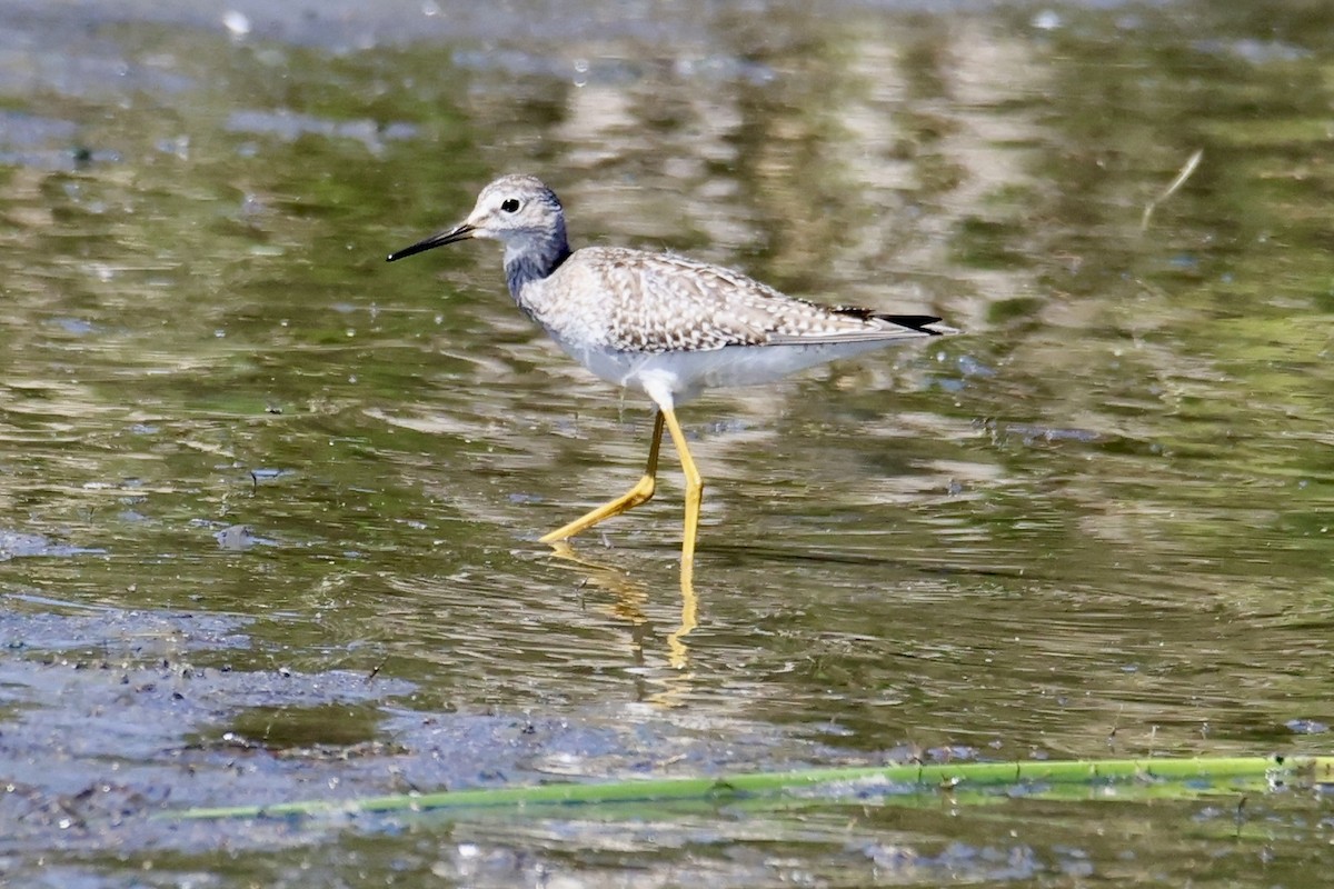Lesser Yellowlegs - ML641315794