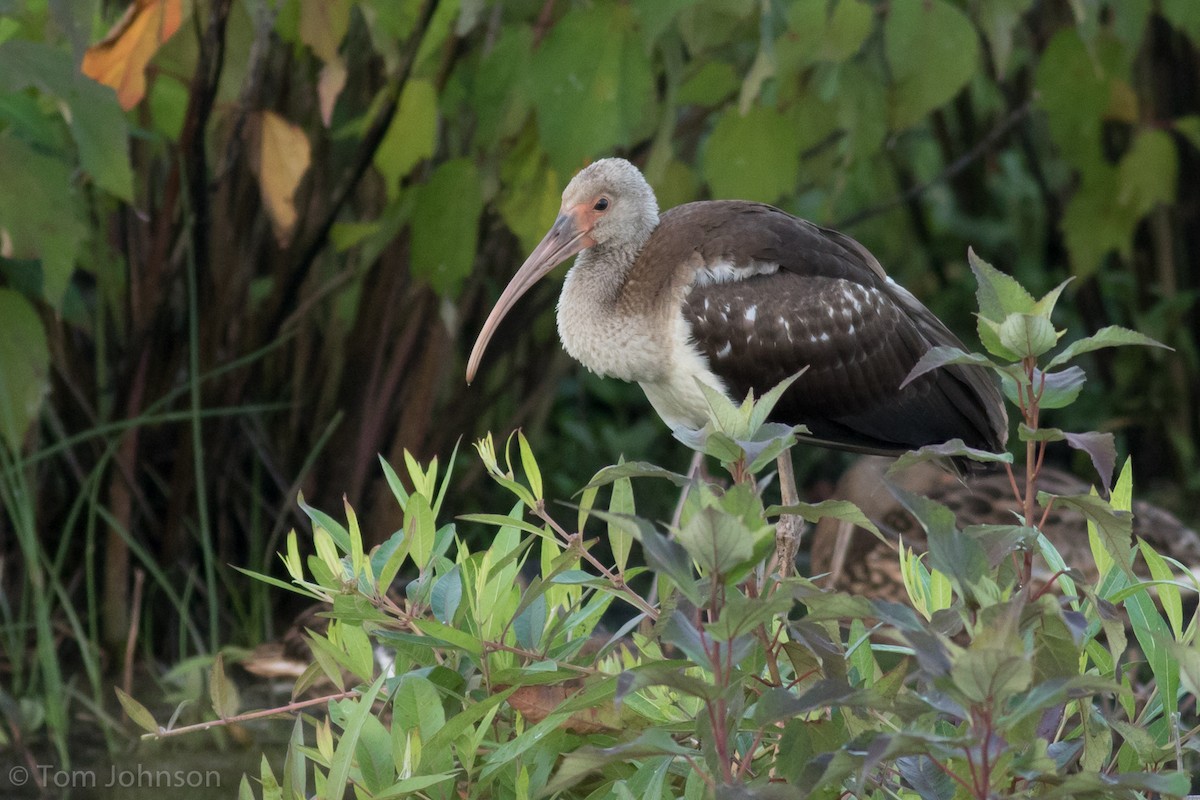 White Ibis - ML64131581