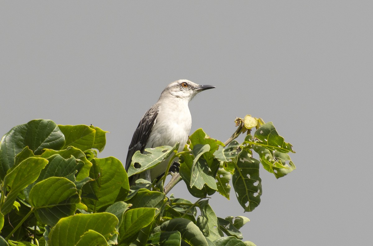 Tropical Mockingbird - ML641315839