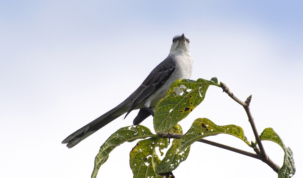 Tropical Mockingbird - ML641315840