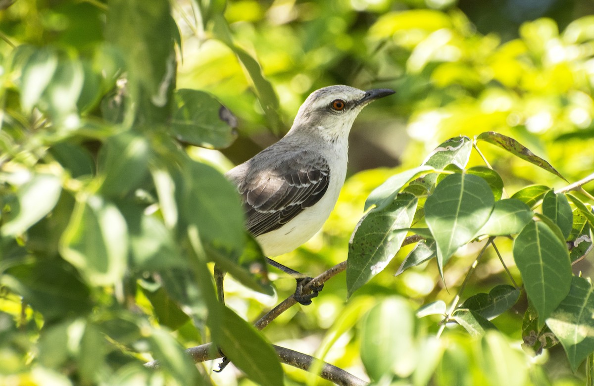 Tropical Mockingbird - ML641315841