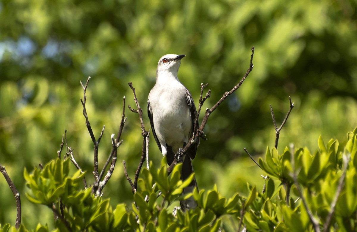 Tropical Mockingbird - ML641315842