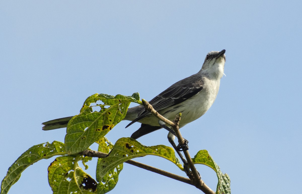 Tropical Mockingbird - ML641315844