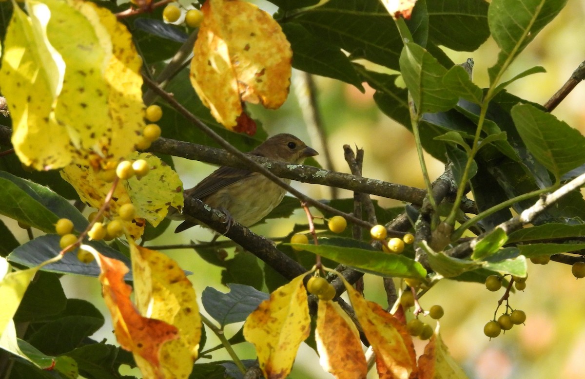 Indigo Bunting - ML641315876