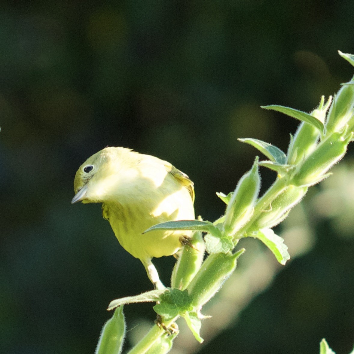 Yellow Warbler - ML641315879