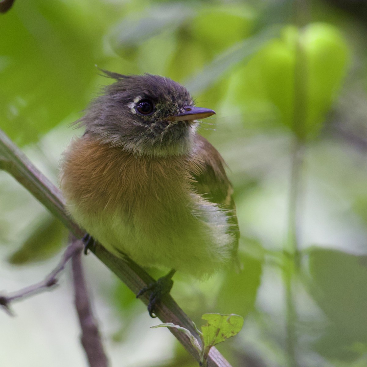Belted Flycatcher - ML641315918