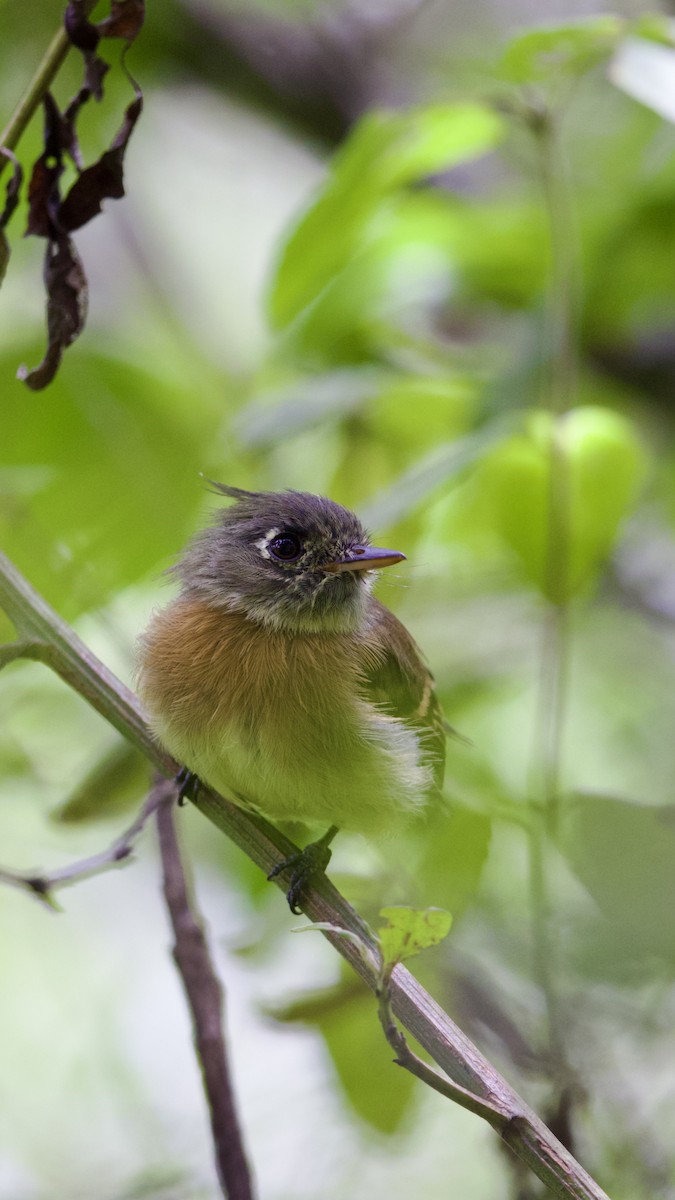 Belted Flycatcher - ML641315919