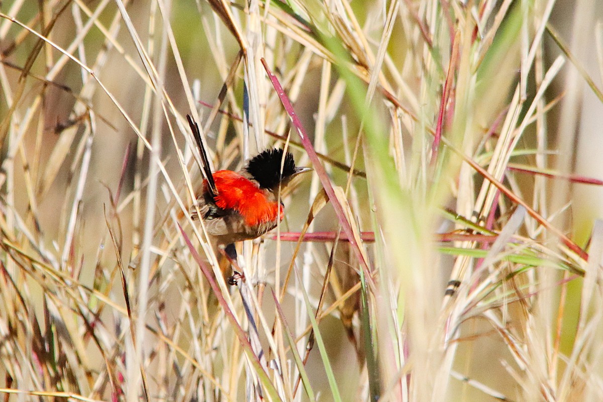 Red-backed Fairywren - ML641315986