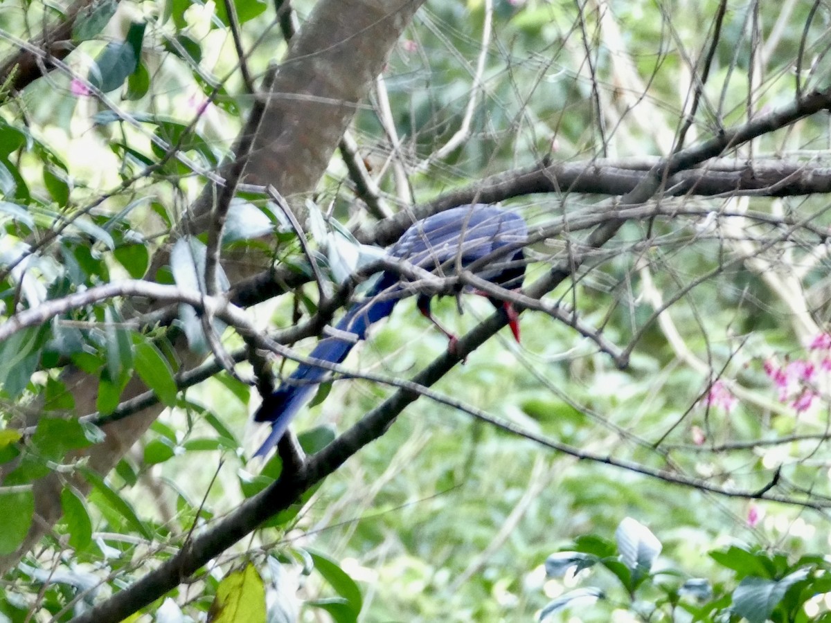 Taiwan Blue-Magpie - ML641316132