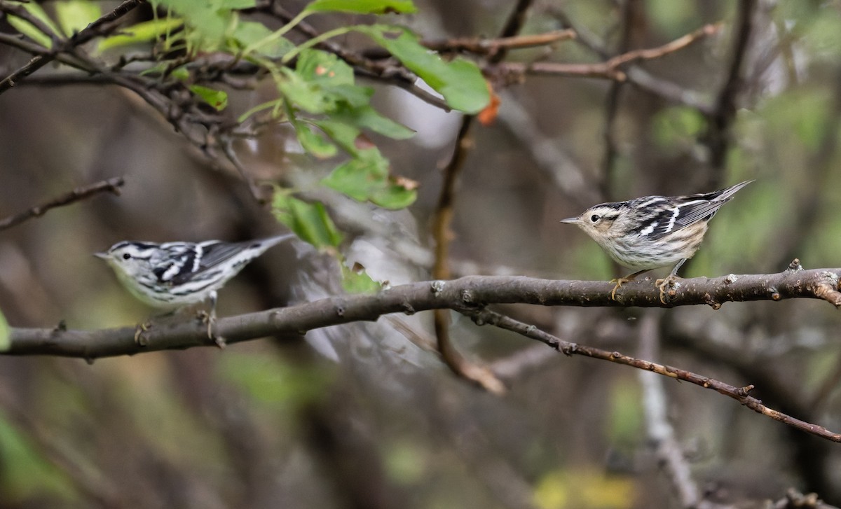 Black-and-white Warbler - ML641316142
