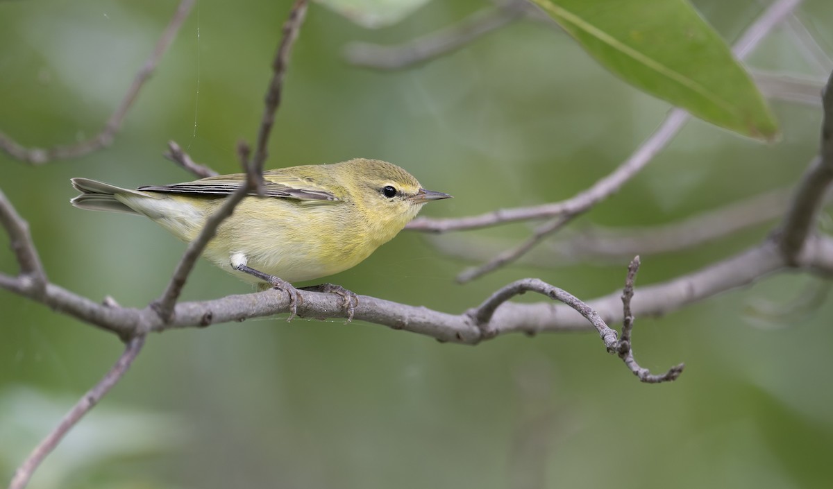 Tennessee Warbler - ML641316153