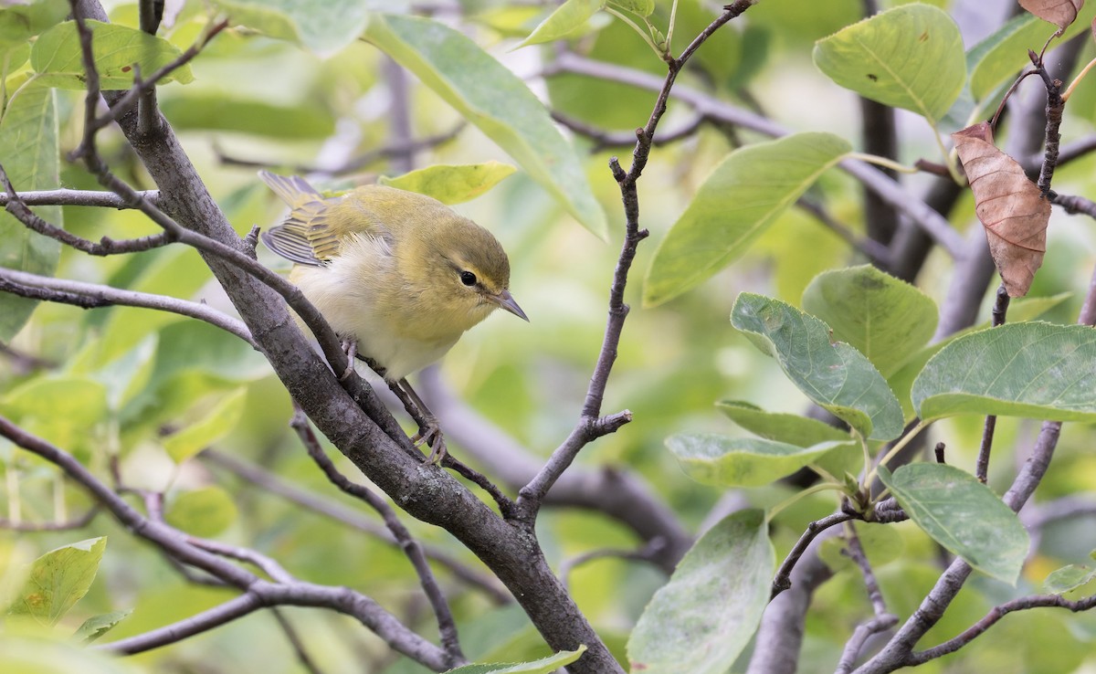 Tennessee Warbler - ML641316154