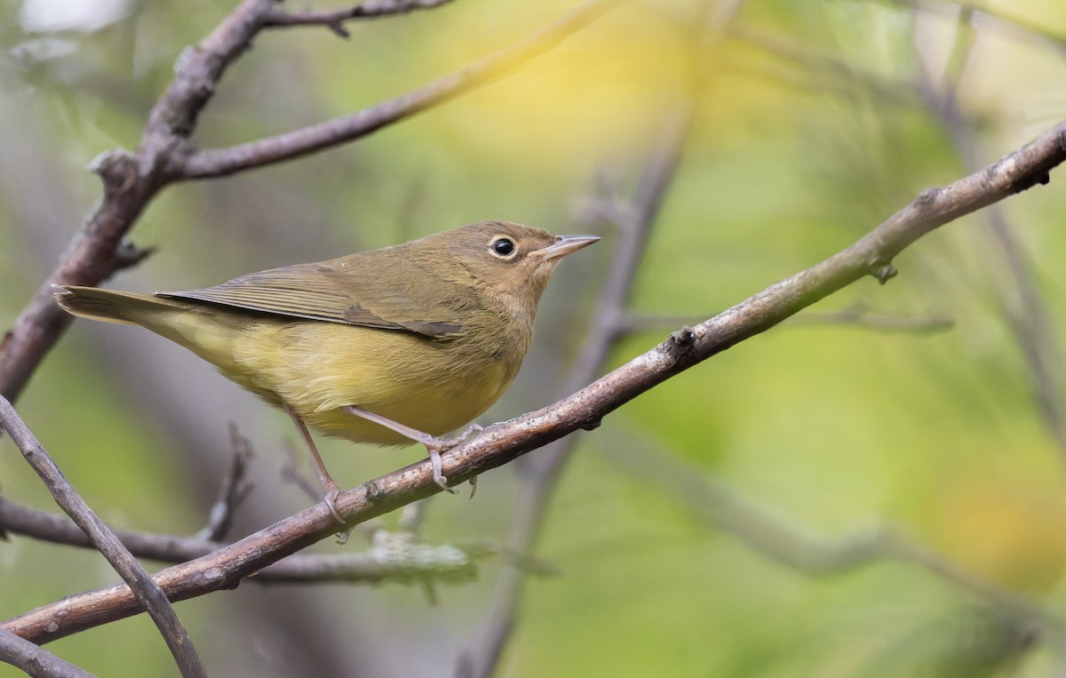 Connecticut Warbler - ML641316167