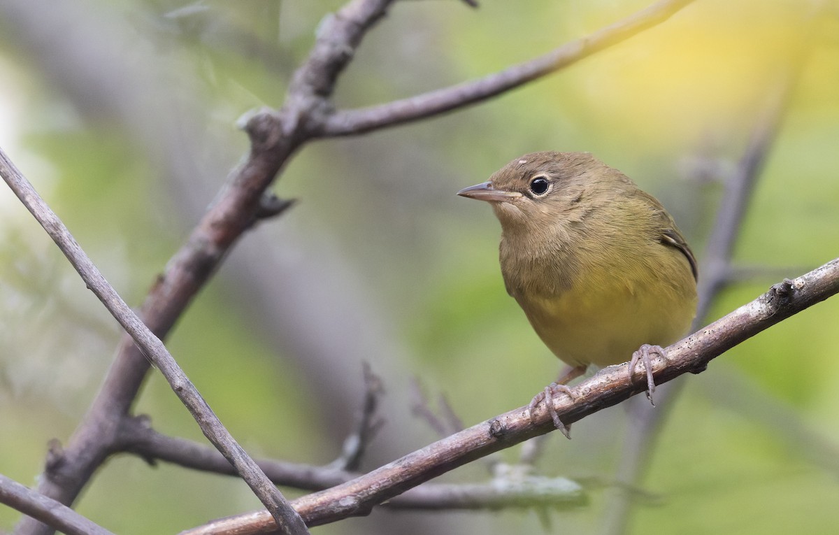 Connecticut Warbler - ML641316168