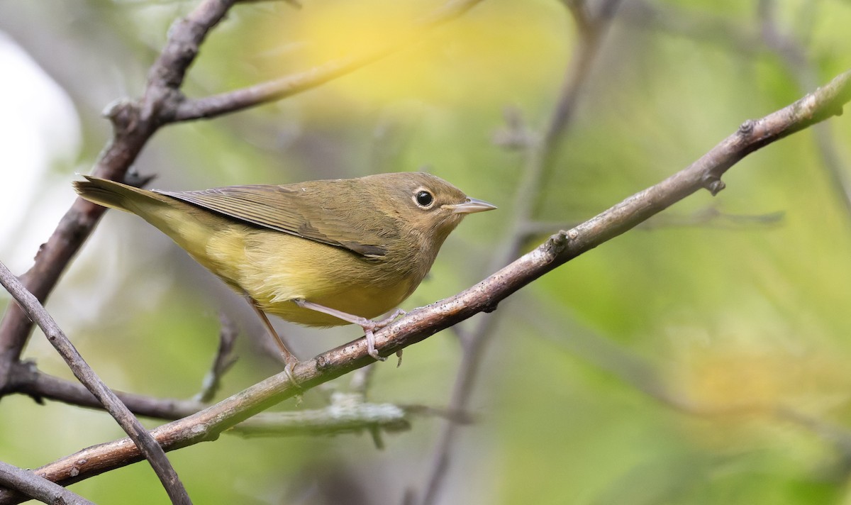 Connecticut Warbler - ML641316169