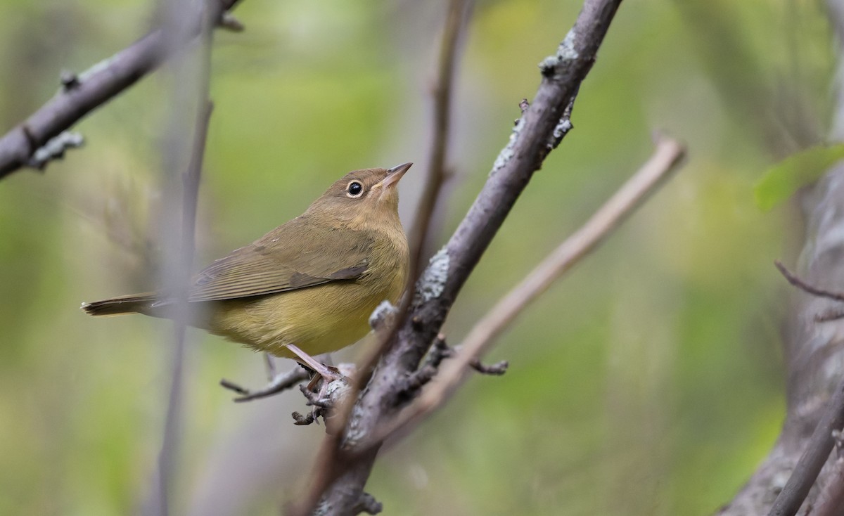 Connecticut Warbler - ML641316170