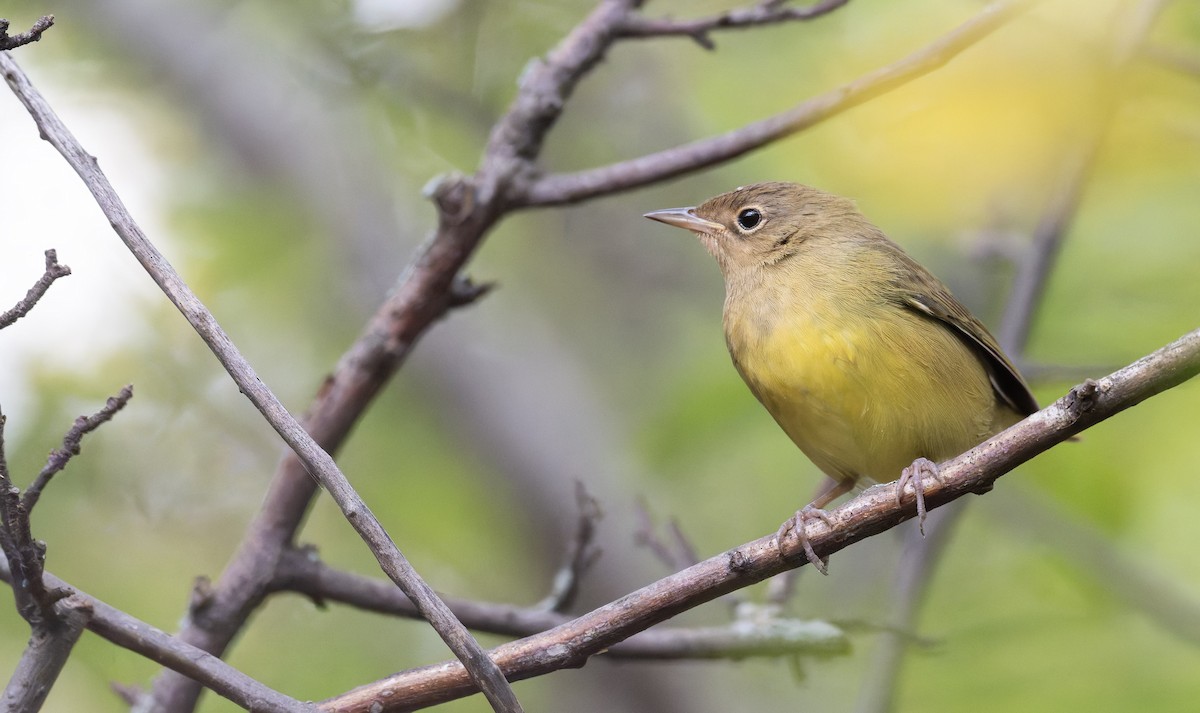 Connecticut Warbler - ML641316171