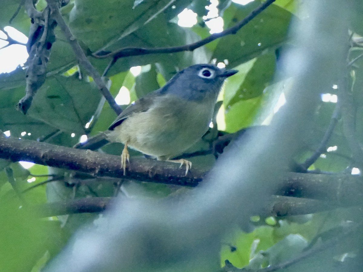 Morrison's Fulvetta - ML641316173