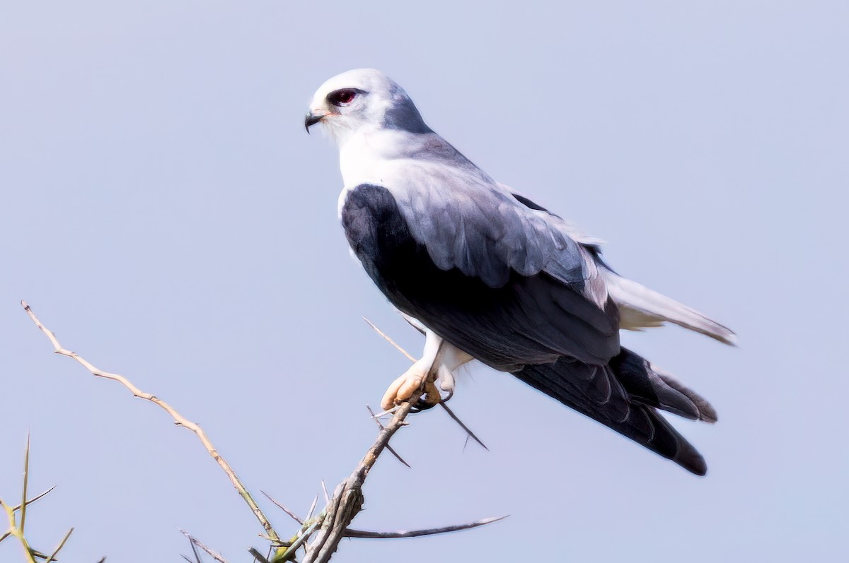 Black-winged Kite - ML641316175