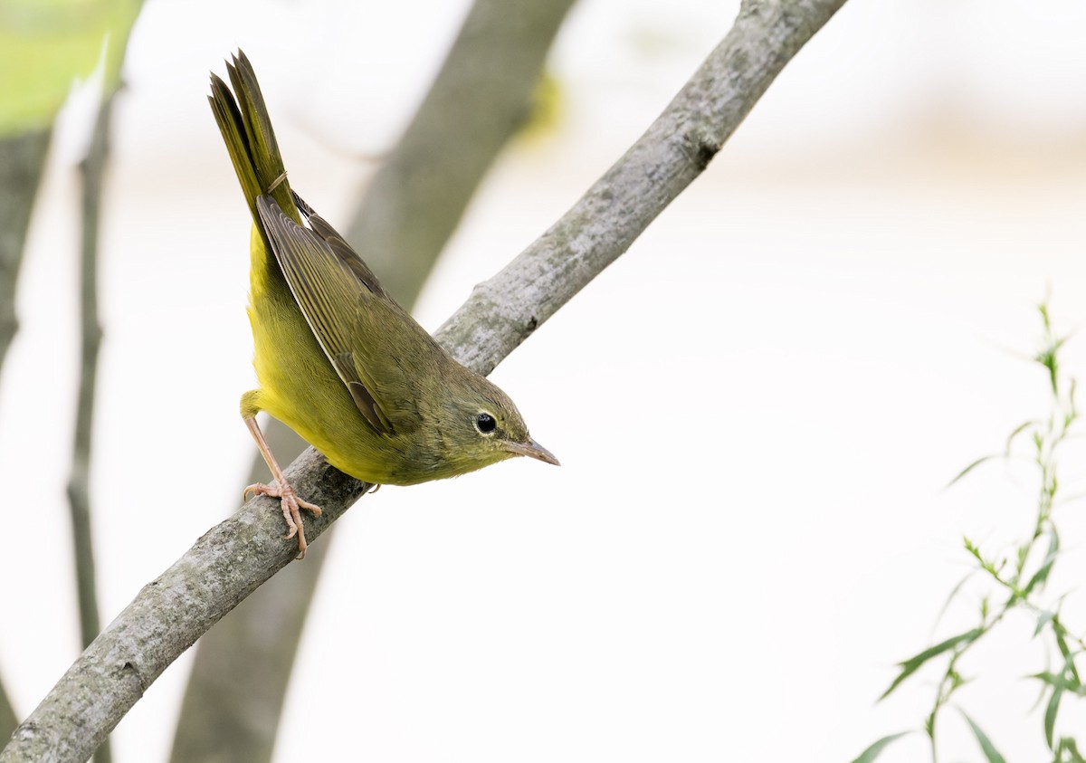 Mourning Warbler - ML641316179