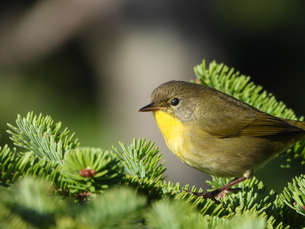 Common Yellowthroat - ML641316192