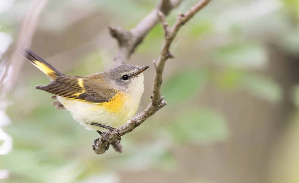 American Redstart - ML641316207
