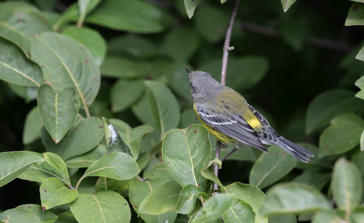 Magnolia Warbler - ML641316220