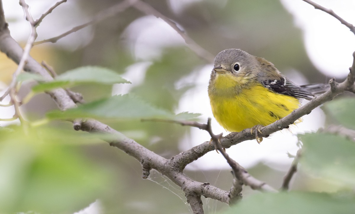 Magnolia Warbler - ML641316221