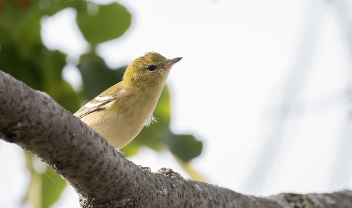 Bay-breasted Warbler - ML641316232