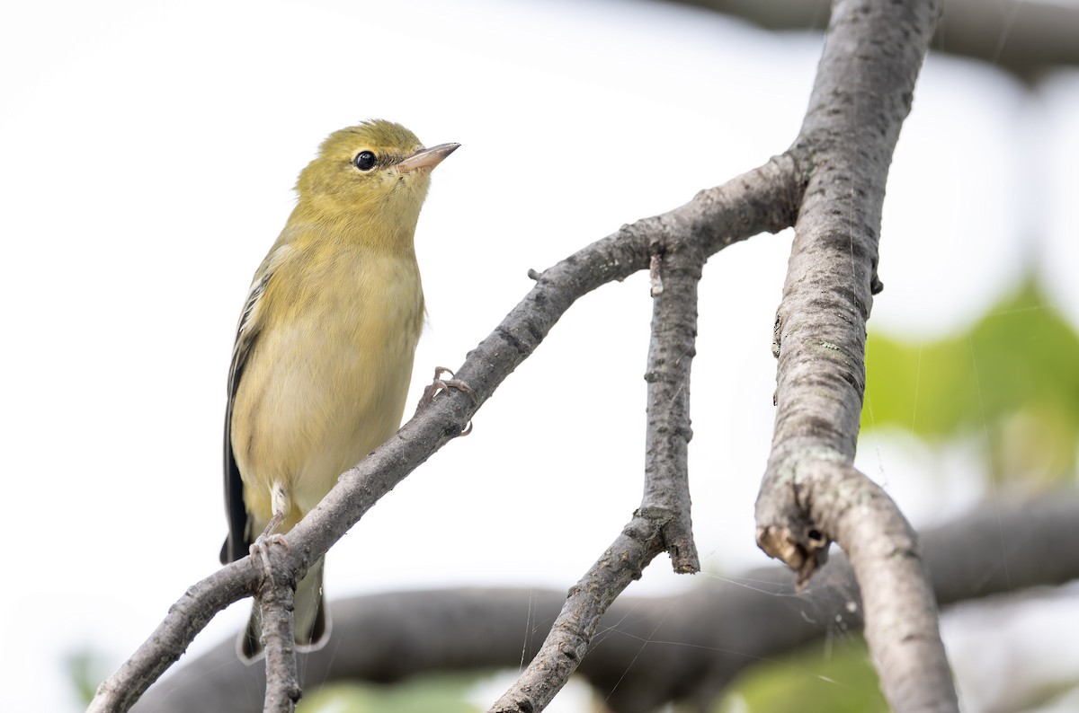 Bay-breasted Warbler - ML641316233