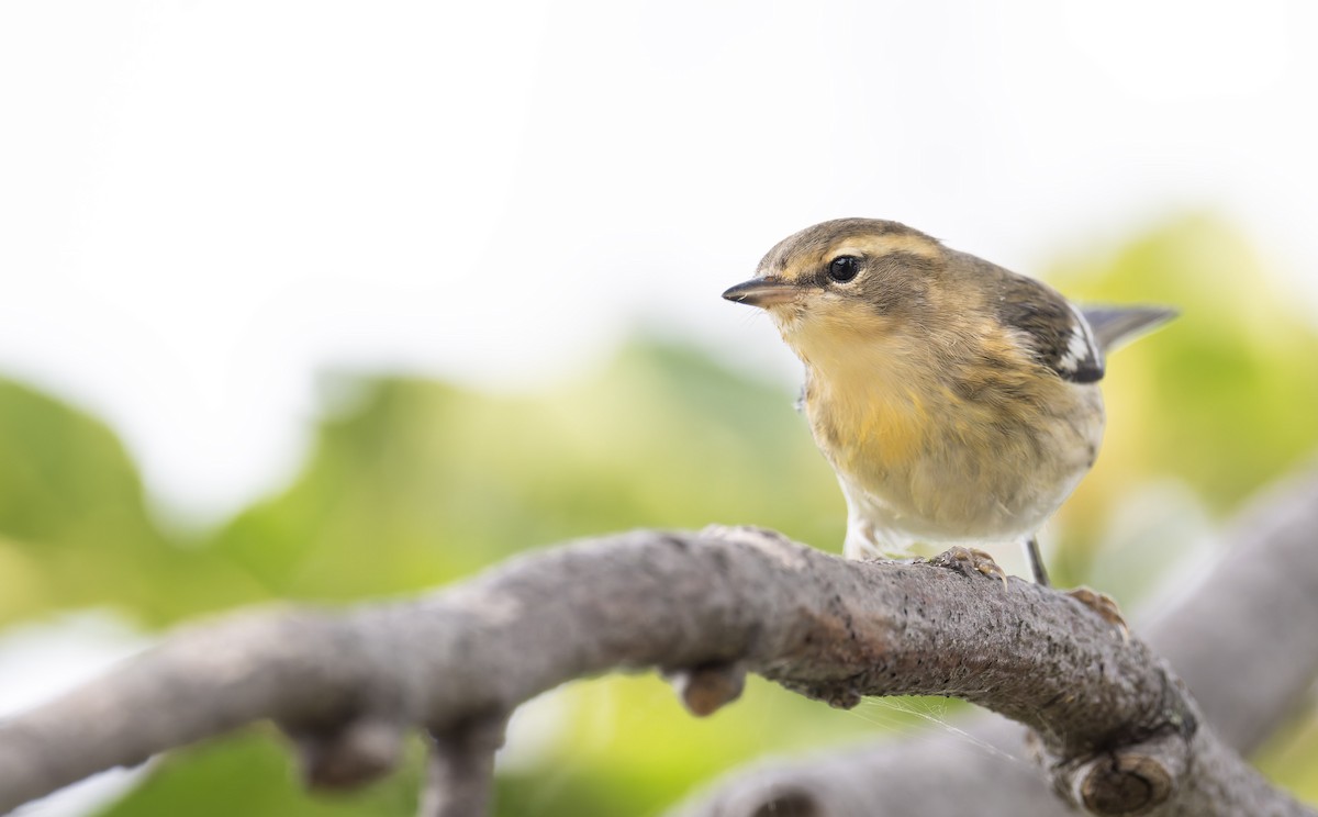 Blackburnian Warbler - ML641316241