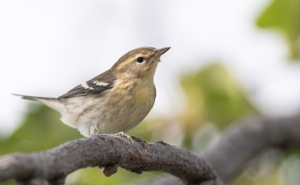 Blackburnian Warbler - ML641316242