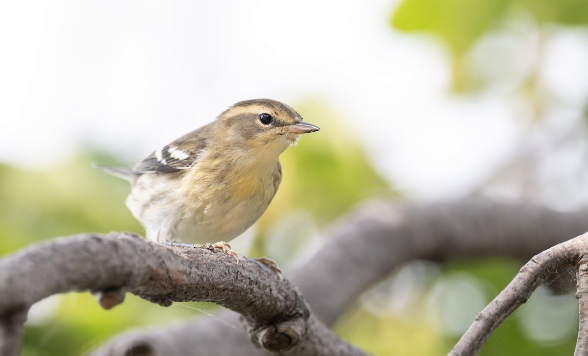 Blackburnian Warbler - ML641316243