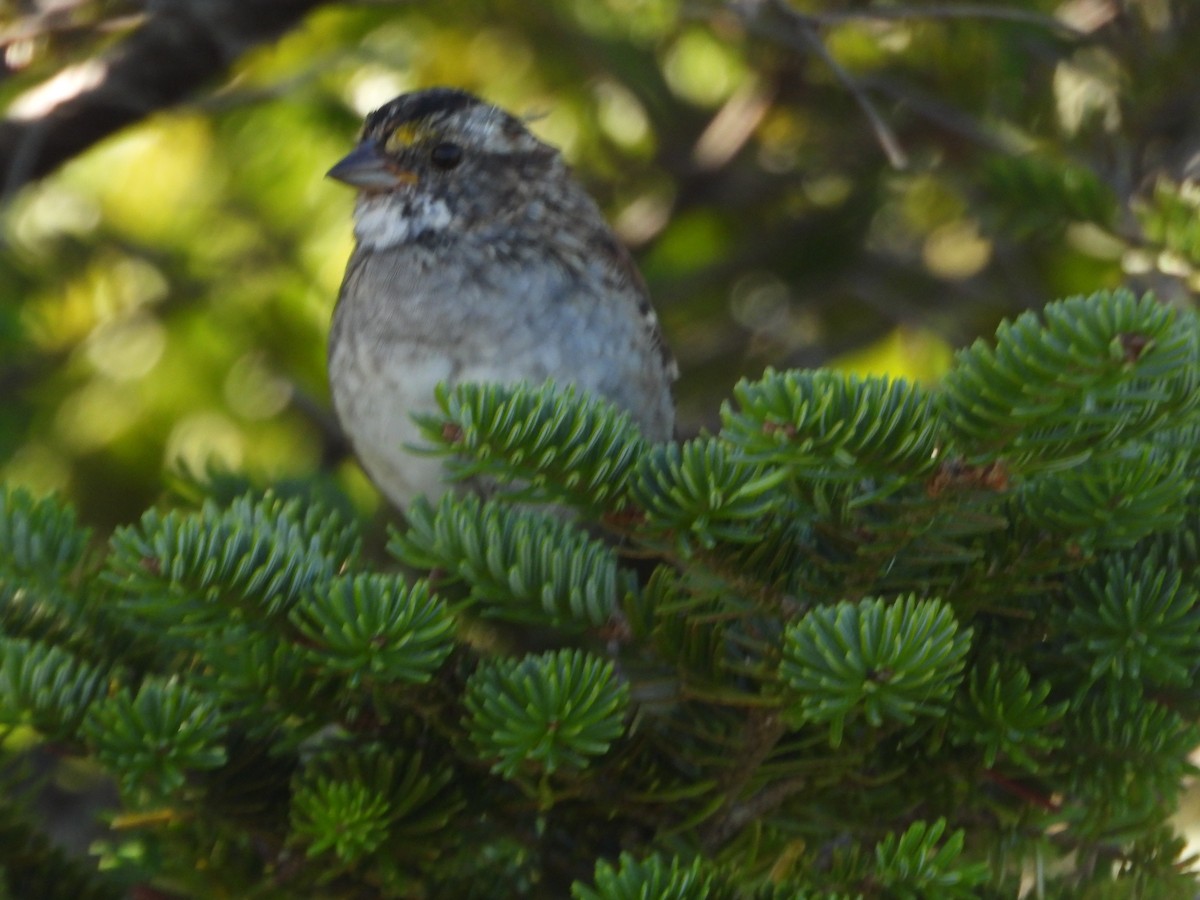 White-throated Sparrow - ML641316255