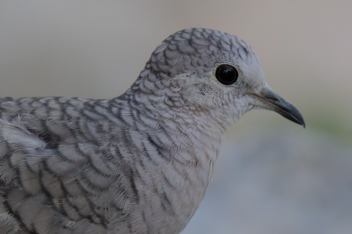 Inca Dove - ML641316256