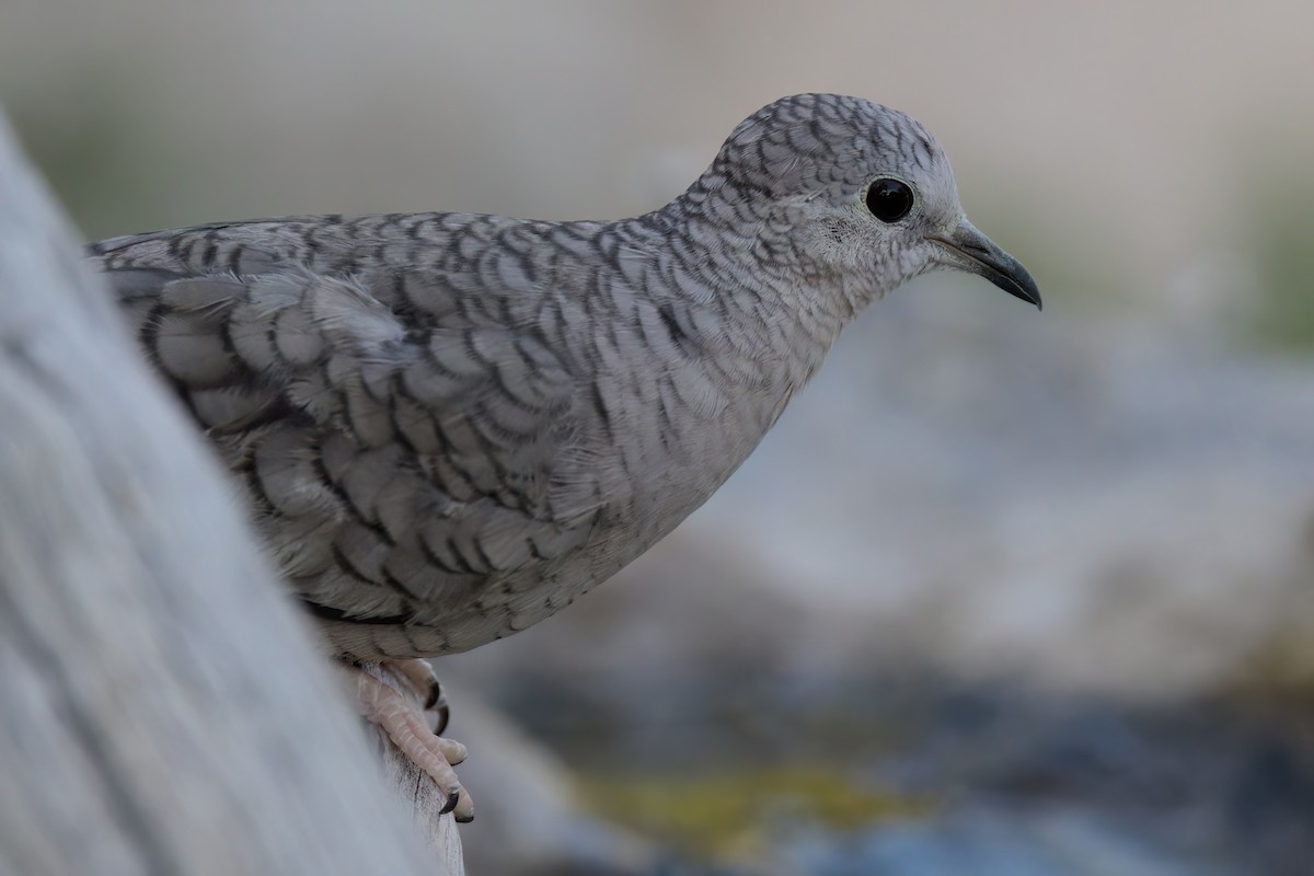 Inca Dove - ML641316257