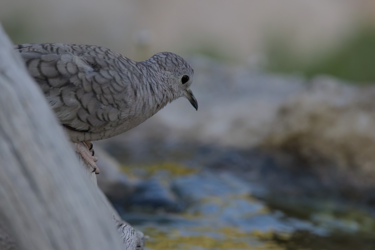 Inca Dove - ML641316258