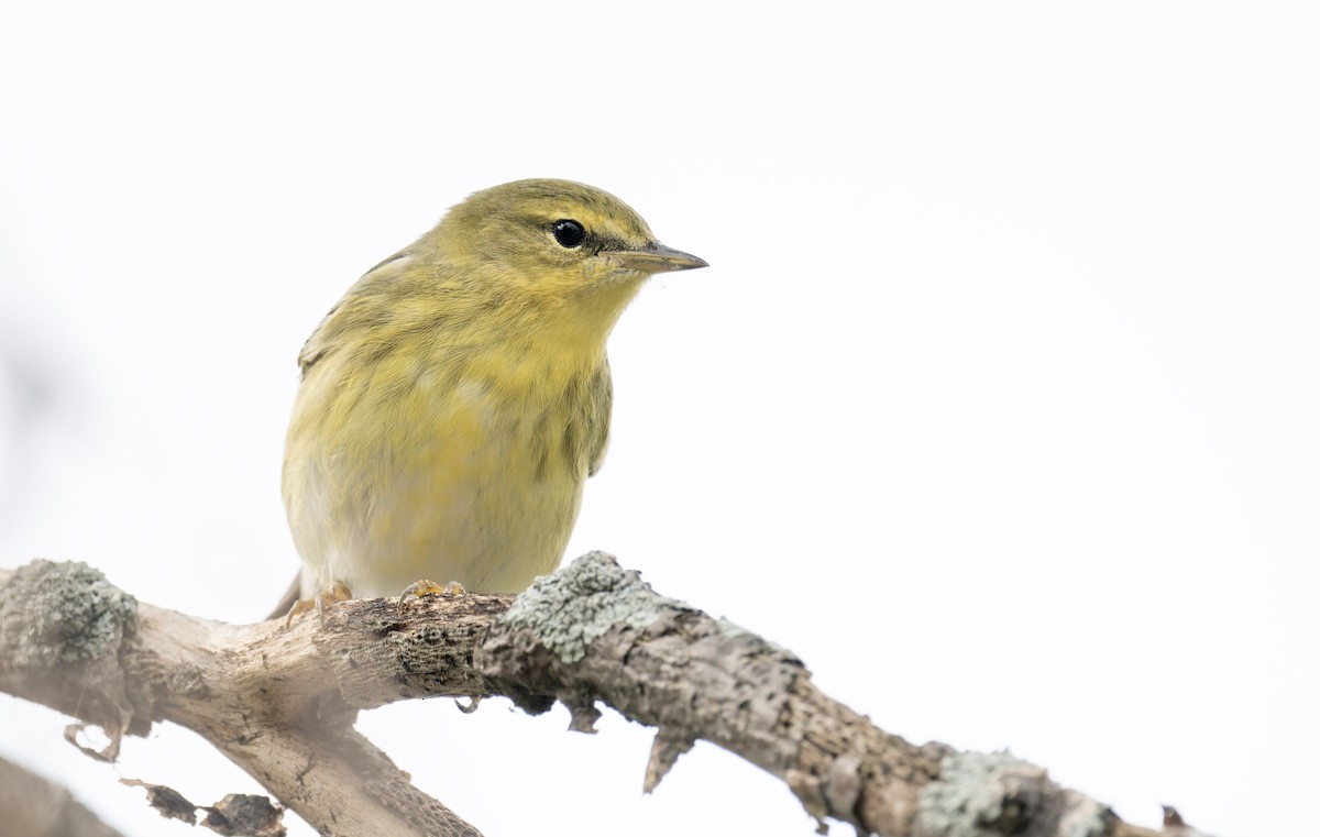 Blackpoll Warbler - ML641316259