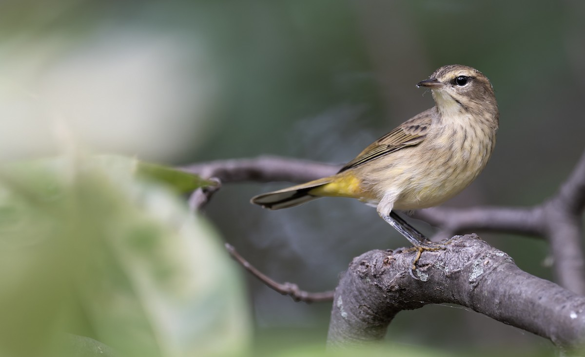 Palm Warbler - ML641316264