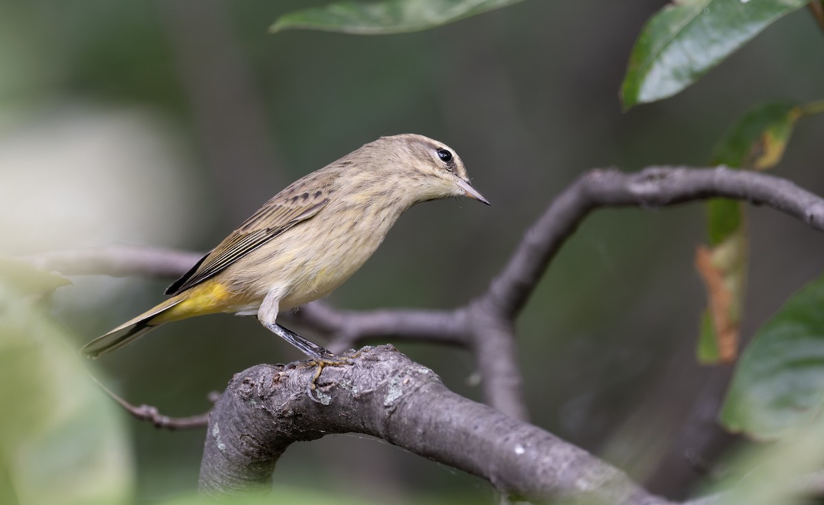 Palm Warbler - ML641316265