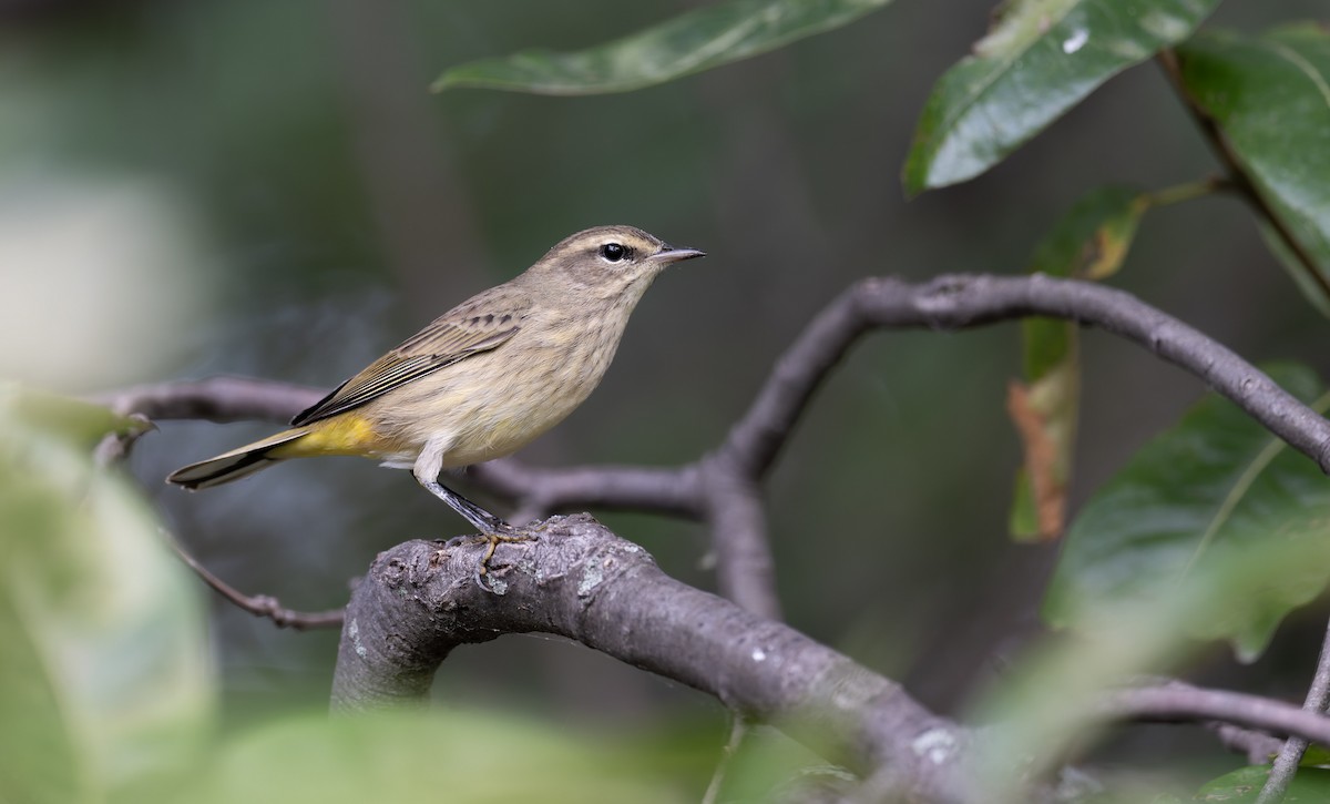 Palm Warbler - ML641316266