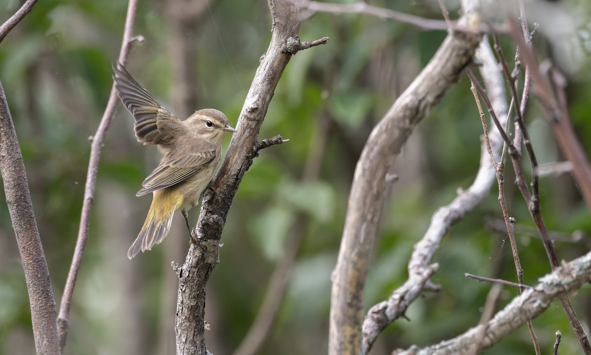 Palm Warbler - ML641316267
