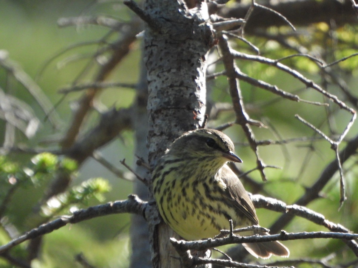 Northern Waterthrush - ML641316282