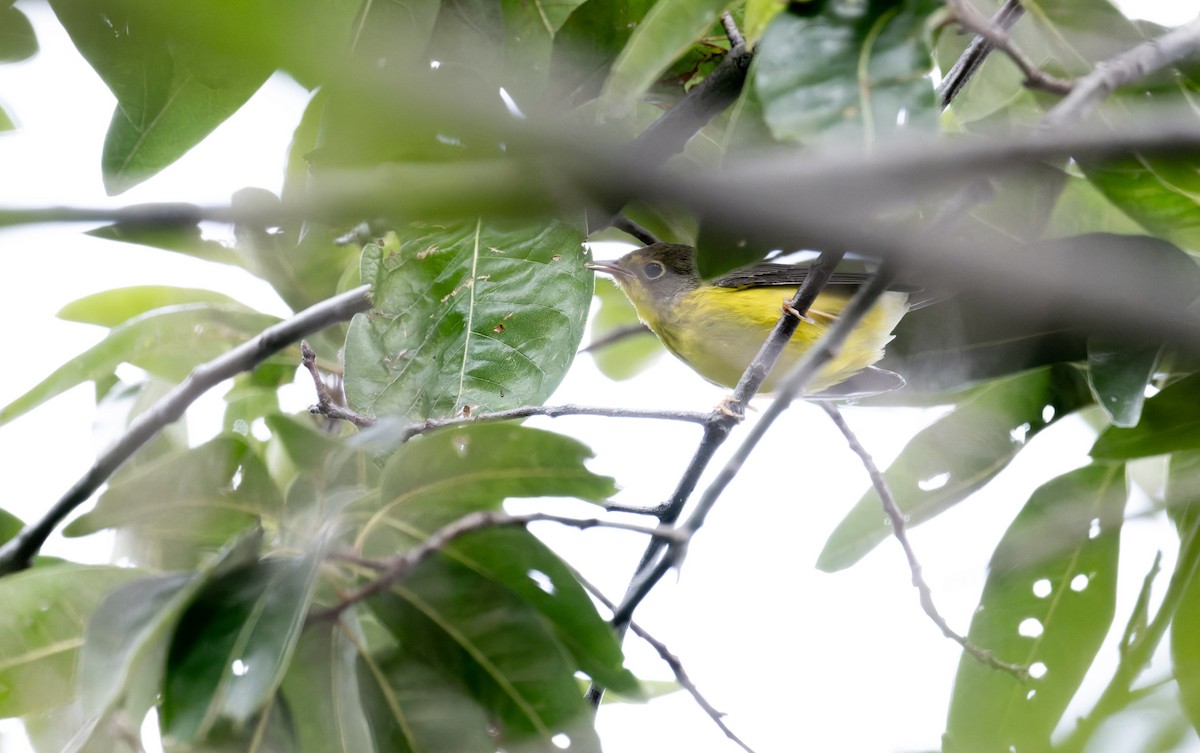Canada Warbler - ML641316283