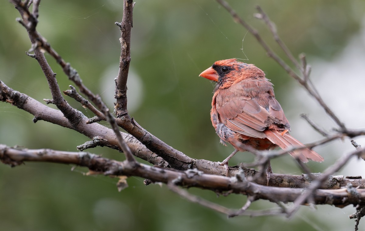 Northern Cardinal - ML641316287