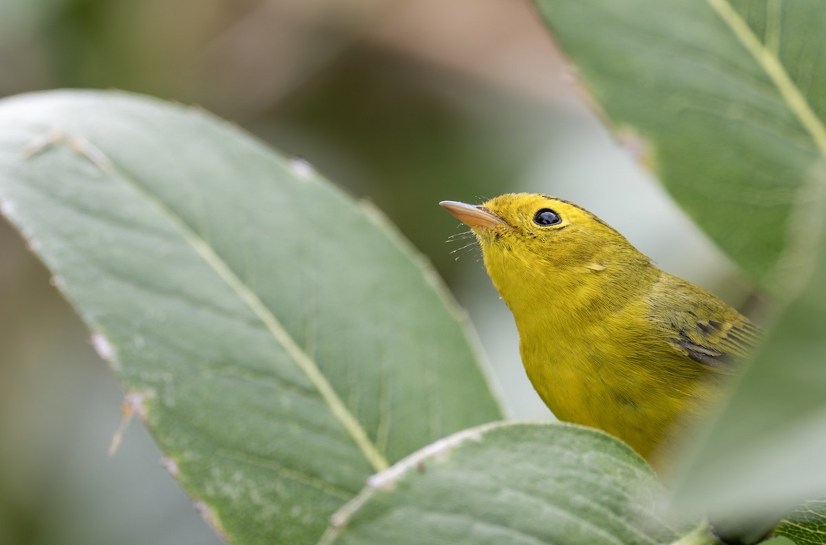 Wilson's Warbler - ML641316304