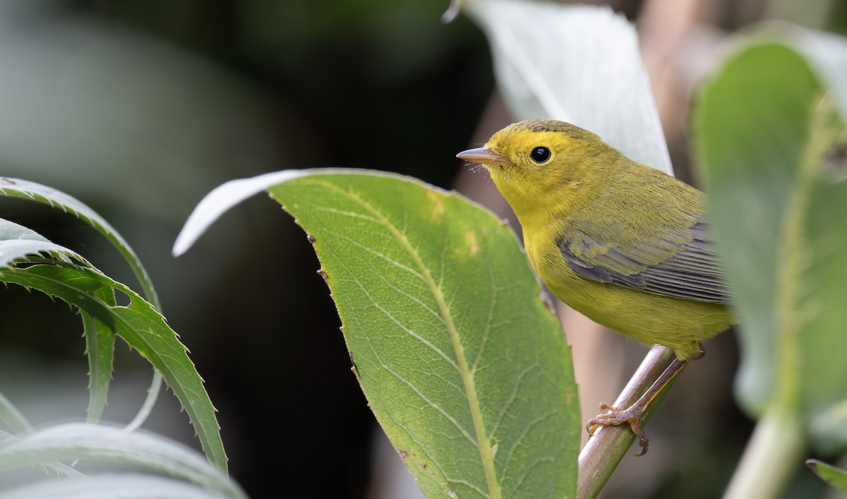 Wilson's Warbler - ML641316305