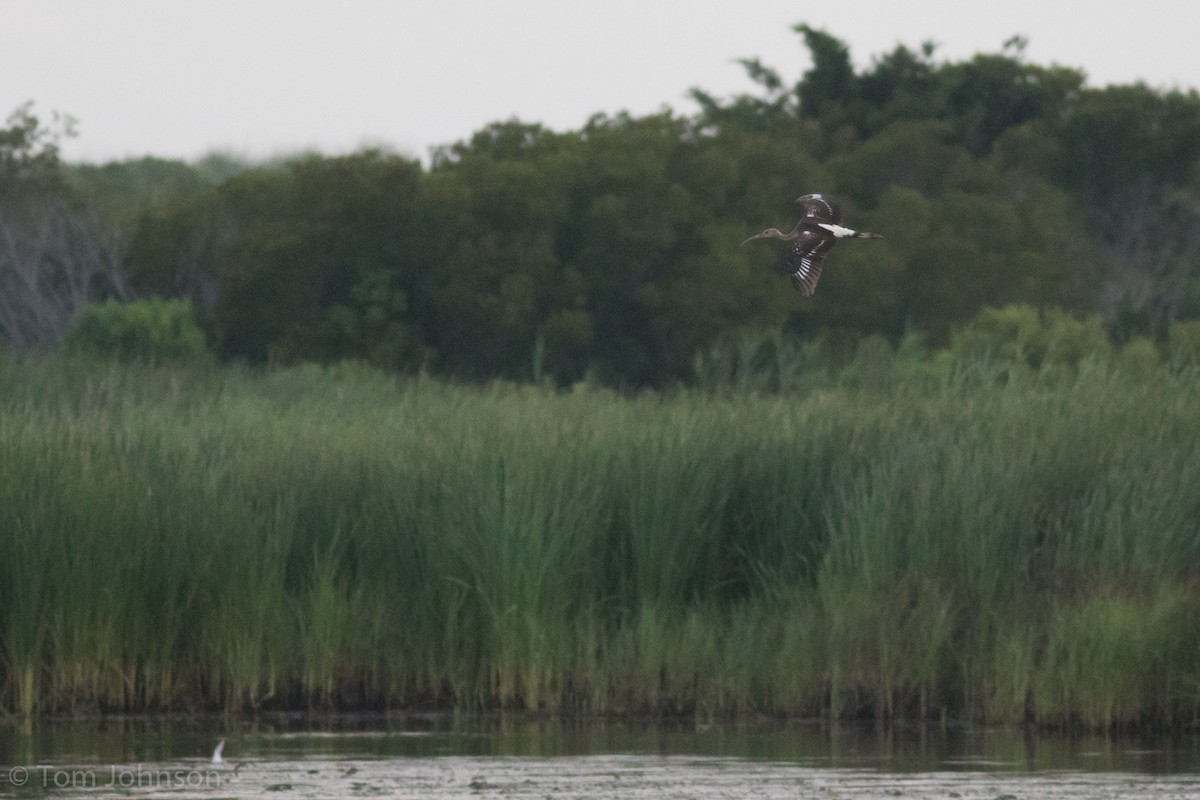 White Ibis - Tom Johnson