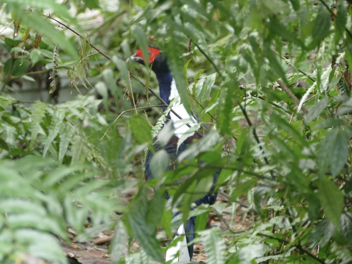 Swinhoe's Pheasant - ML641316330