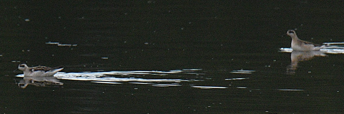 アカエリヒレアシシギ - ML641316367